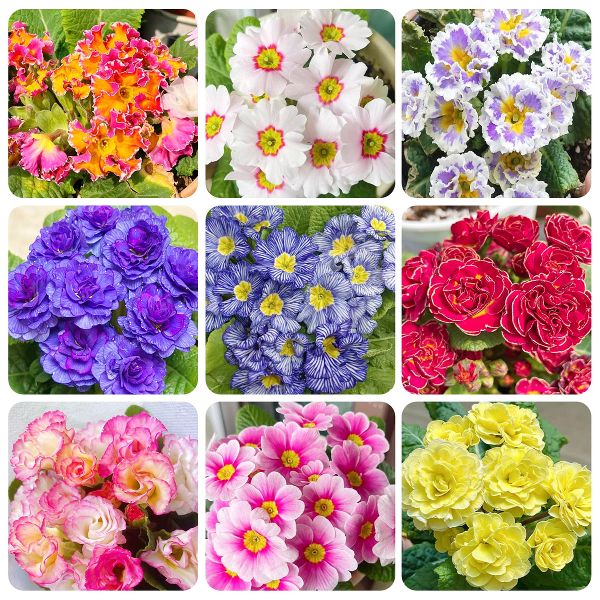 Generic 1000+ Perennial Mix Primrose seeds pack for spring borders and containers