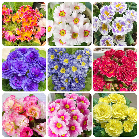 Generic 1000+ Perennial Mix Primrose seeds pack for spring borders and containers