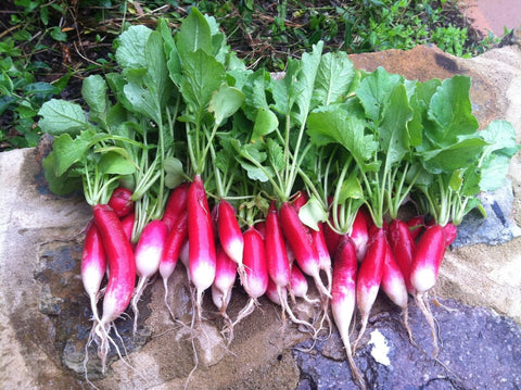 Generic 1200 French Breakfast radish seeds bag front for organic home gardening