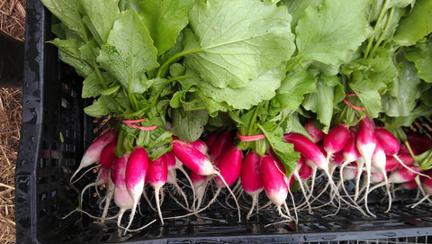 Generic 1200 French Breakfast radish seeds in garden setting for fresh harvests