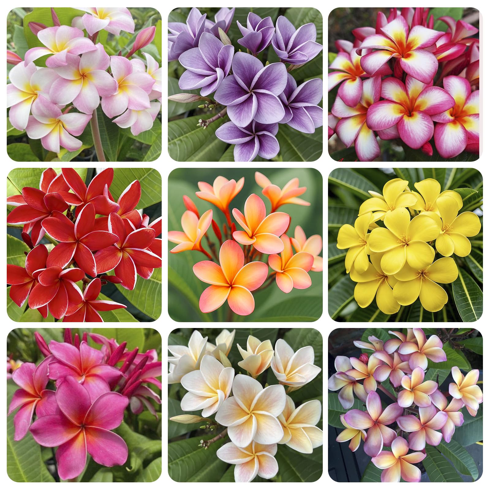 Generic 15pcs mix plumeria rubra seeds in a seed packet for home garden display.