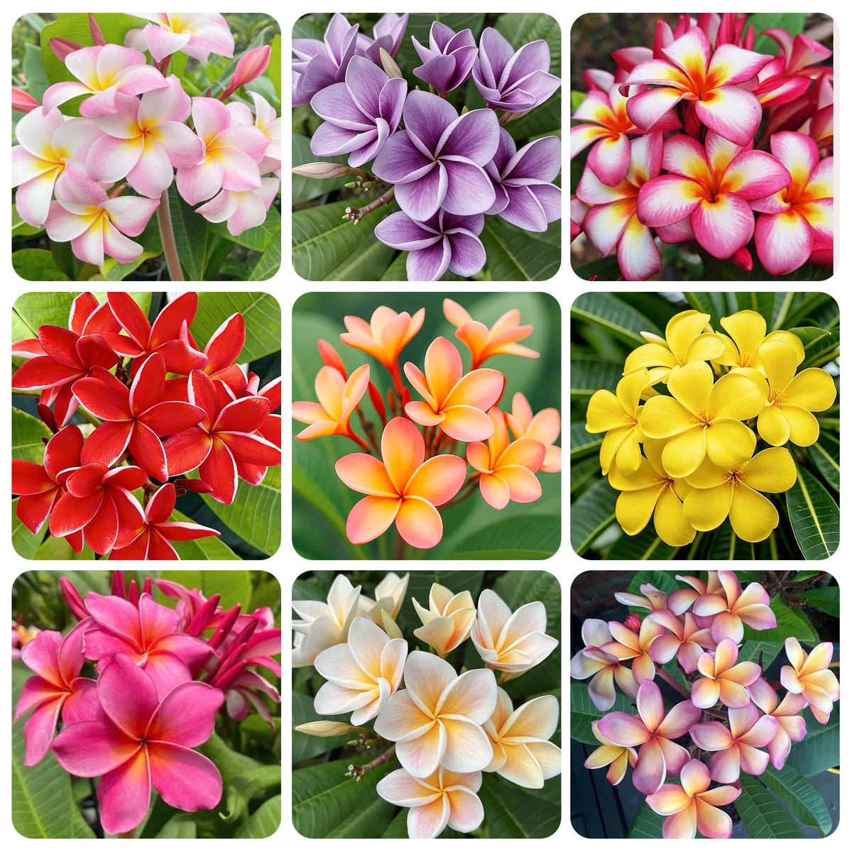 Generic 15pcs mix plumeria rubra seeds in a seed packet for home garden display.
