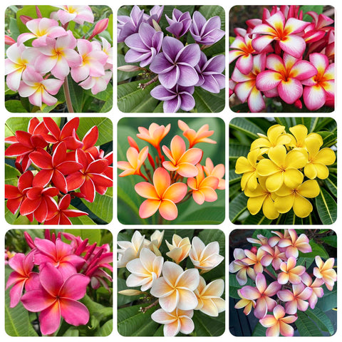 Generic 15pcs mix plumeria rubra seeds in a seed packet for home garden display.