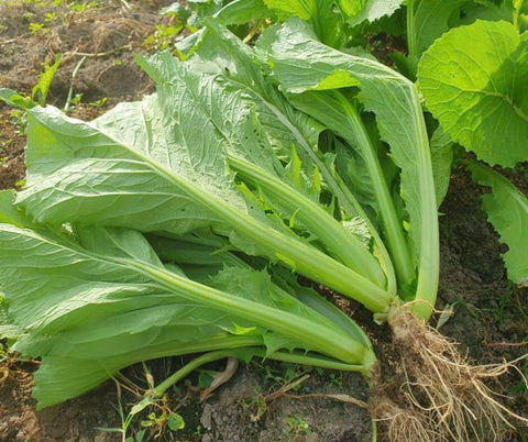 Generic 2000 Organic Mustard Green Seeds mature greens ready for fresh salads.