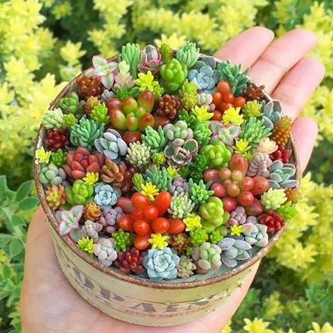 Generic 200pcs rare mixed mini succulent seeds pack ready for DIY bonsai.