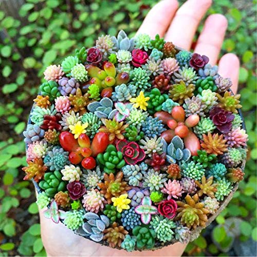 Generic 200pcs rare mixed mini succulent seeds pack promotes easy germination.