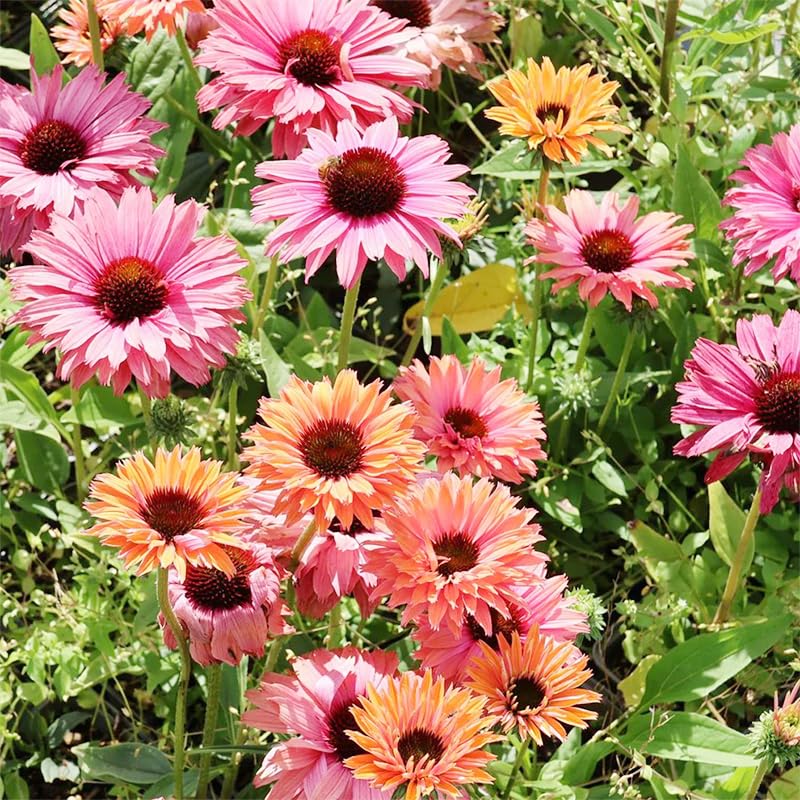 Generic 2100+ Mix Echinacea seeds for cut flowers, perfect for bright vase arrangements.