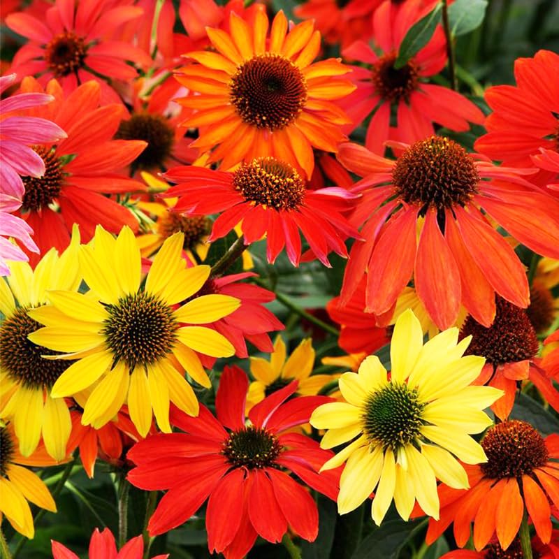 Generic 2100+ Mix Echinacea seeds for garden bed planting, adding color along borders.