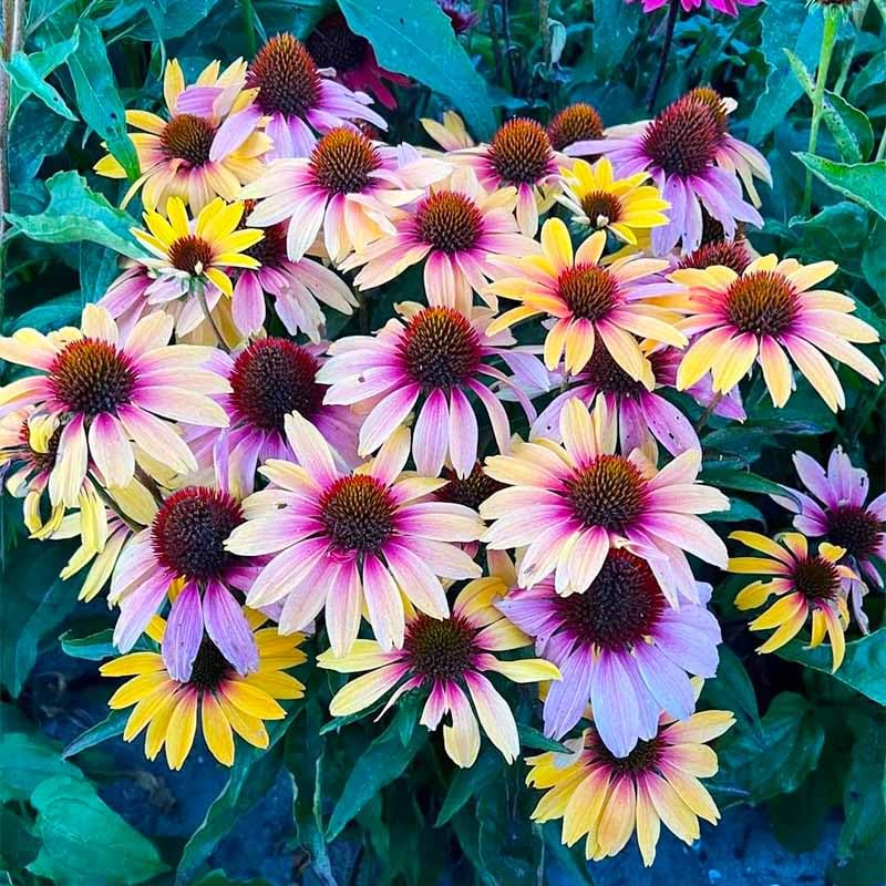 Generic 2100+ Mix Echinacea seeds for landscape patches, attracting pollinators.