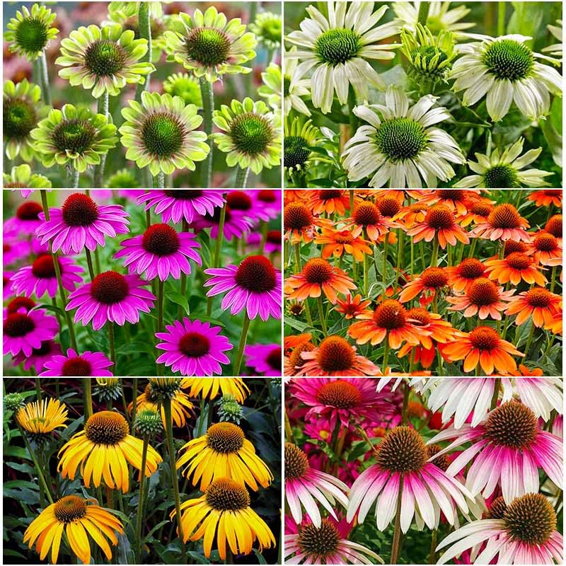 Generic 2100+ Mix Echinacea seeds for sowing in sunlit beds, yielding vibrant color.