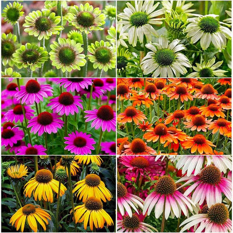Generic 2100+ Mix Echinacea seeds for sowing in sunlit beds, yielding vibrant color.