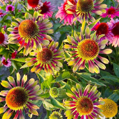 Generic 2100+ Mix Echinacea seeds for thinning growth to improve spacing and vigor.