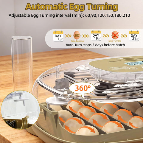 Generic egg tray adapts to chicken, duck, quail, and goose eggs.
