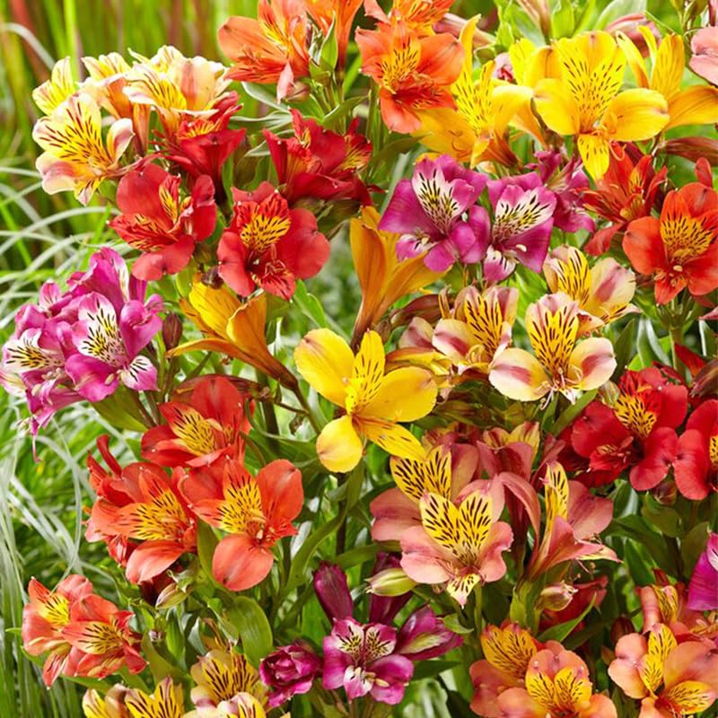 Generic 25-plus mixed Alstroemeria seeds shown for bed and border plantings.