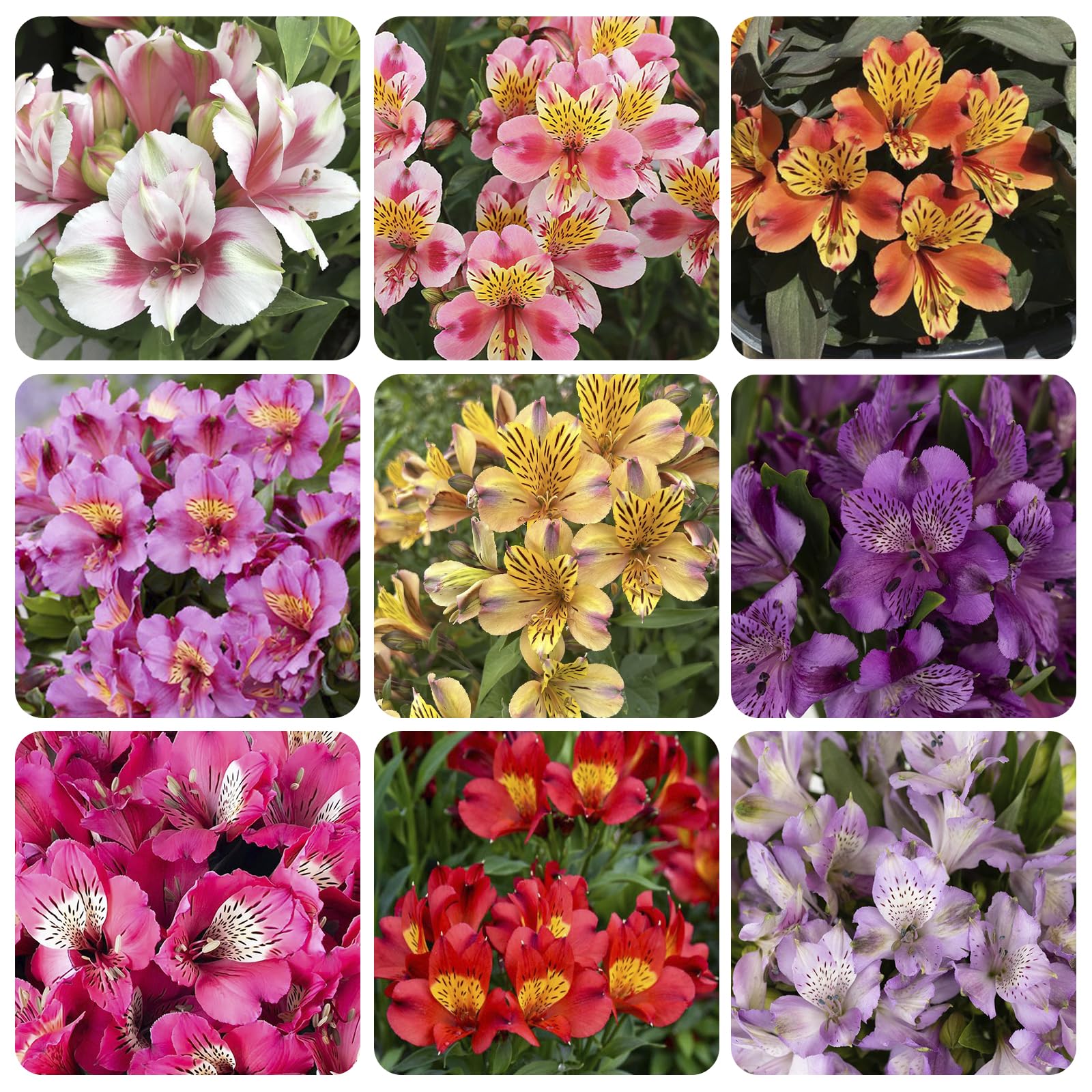 Generic 25-plus mixed Alstroemeria seeds bloom-stem preview for bouquet-ready color.