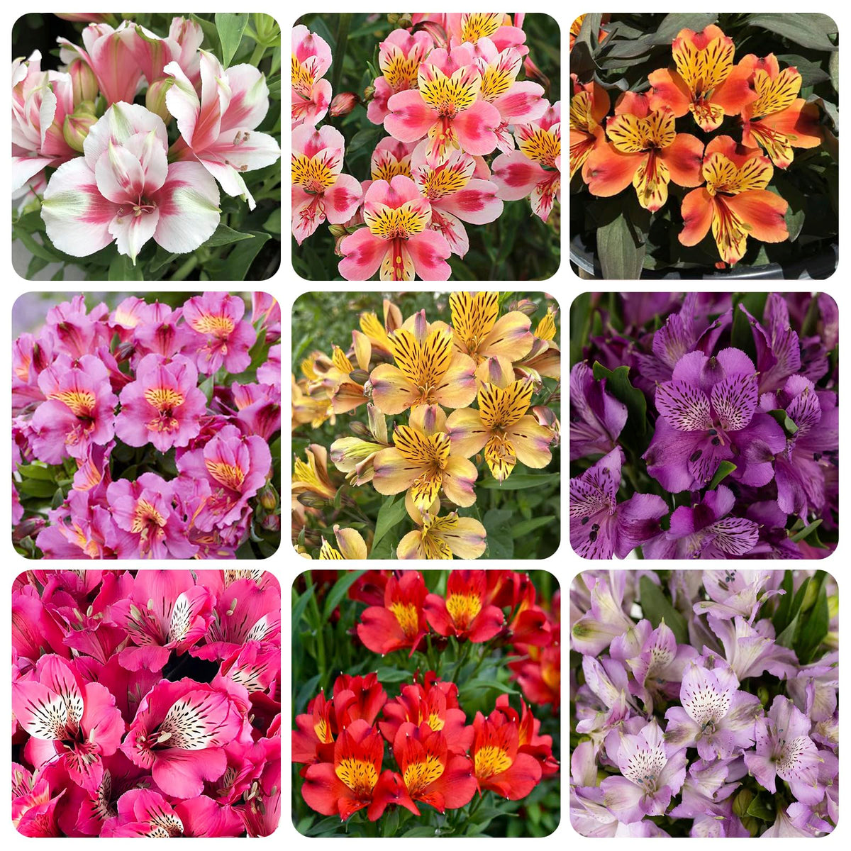 Generic 25-plus mixed Alstroemeria seeds bloom-stem preview for bouquet-ready color.