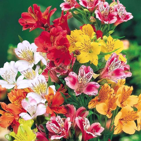 Generic 25-plus mixed Alstroemeria seeds show varied colors for summer palettes.