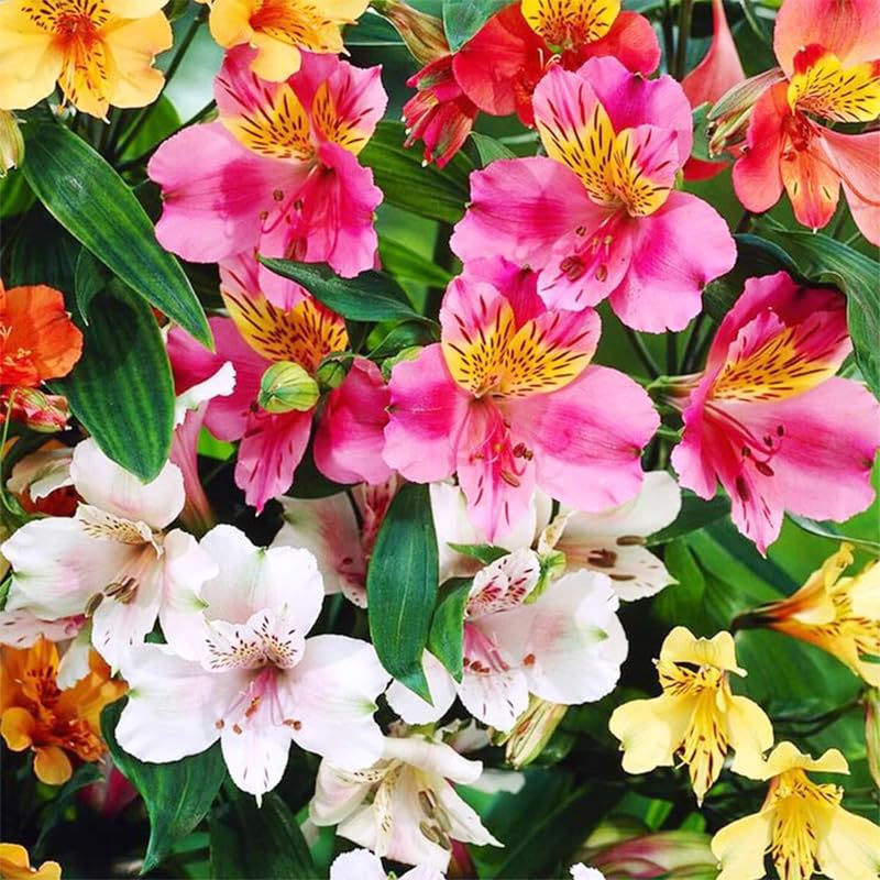 Generic 25-plus mixed Alstroemeria seeds ideal for container plantings on patios.