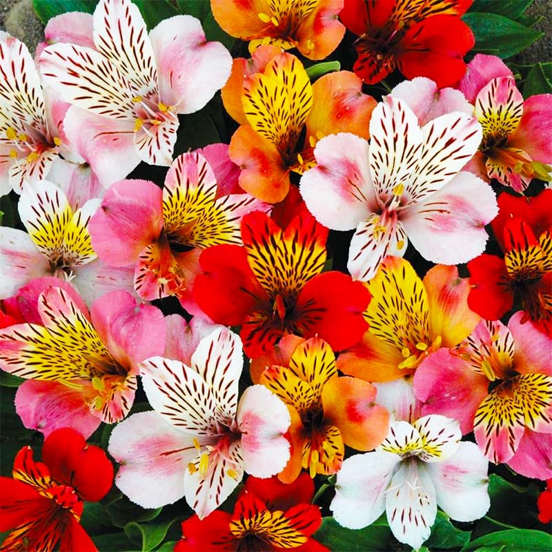 Generic 25-plus mixed Alstroemeria seeds demonstrating indoor sowing steps for germination.