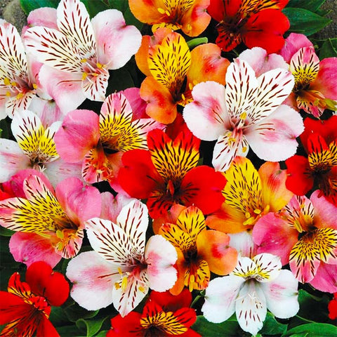 Generic 25-plus mixed Alstroemeria seeds demonstrating indoor sowing steps for germination.