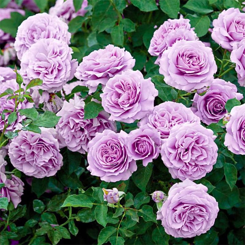Generic 250+ Mix Climbing Rose Seeds on a trellis, ideal for privacy screens.