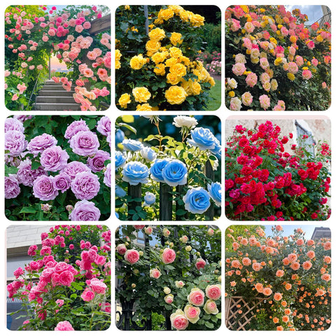 Generic 250+ Mix Climbing Rose Seeds seed packet close-up for vertical walls.