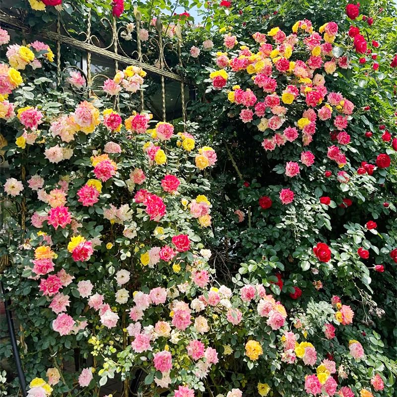Generic 250+ Mix Climbing Rose Seeds ready to sow for spring bloom.