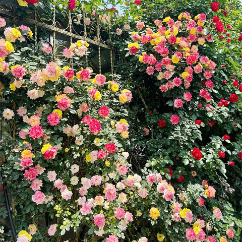 Generic 250+ Mix Climbing Rose Seeds ready to sow for spring bloom.