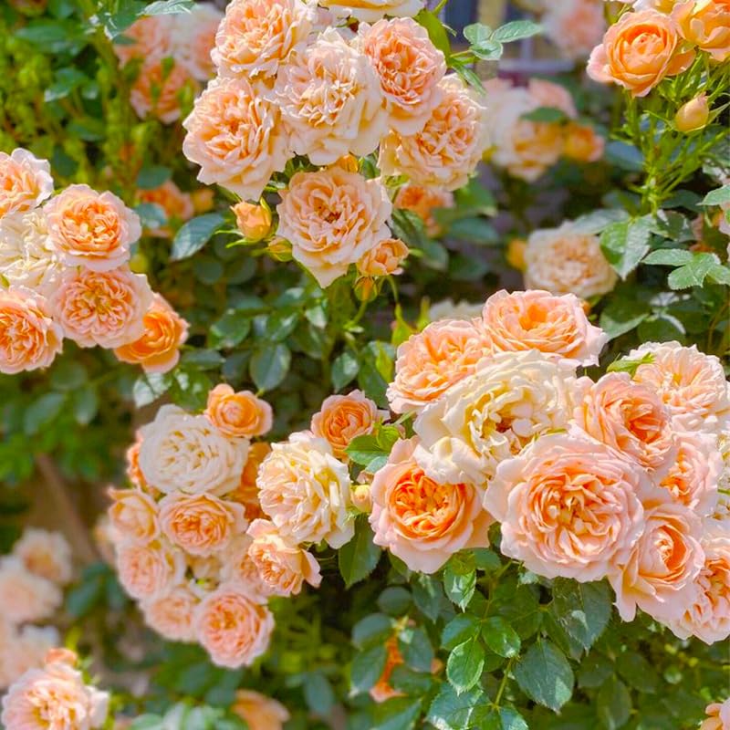 Generic 250+ Mix Climbing Rose Seeds sprouting in seed starter mix.