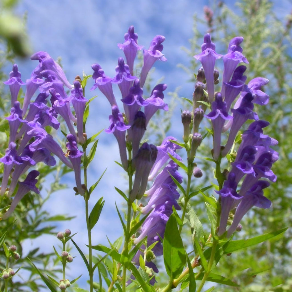 Generic skullcap seeds pack—easy start for a hardy herb garden.