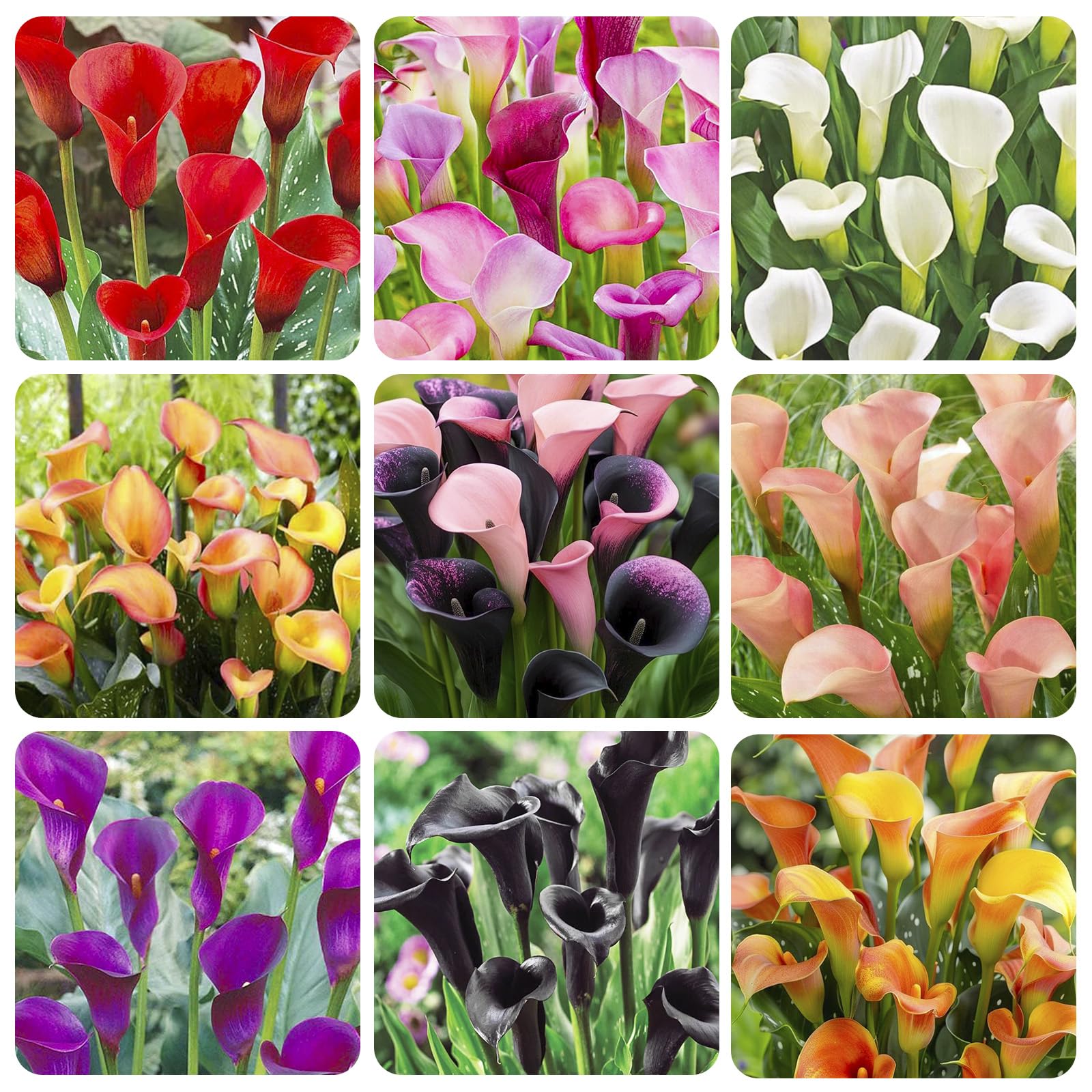 Generic Calla Lily Seeds Mix for home garden, ideal for borders and dramatic edges.