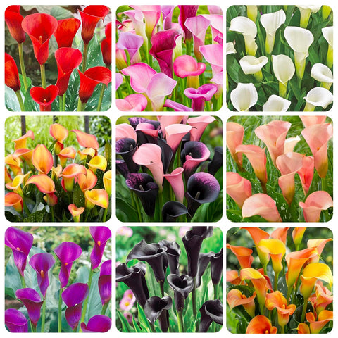 Generic Calla Lily Seeds Mix for home garden, ideal for borders and dramatic edges.
