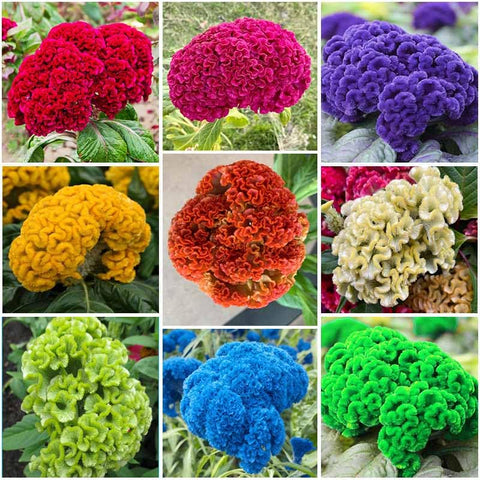 Generic 320+ Perennial Mix Celosia seeds for vibrant border color.