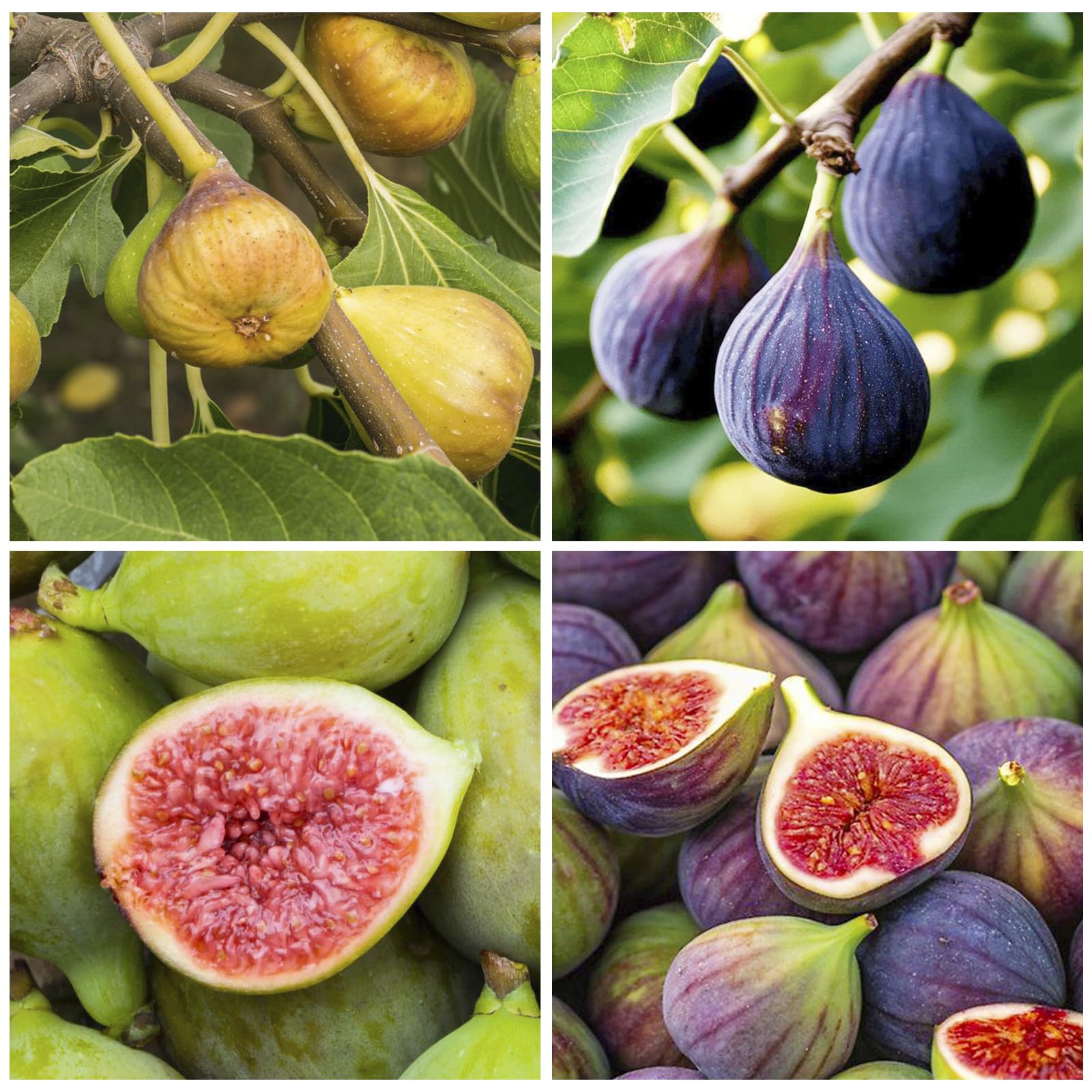 Generic 320Pcs Mix Fig Seeds Pack ready for planting in home gardens.