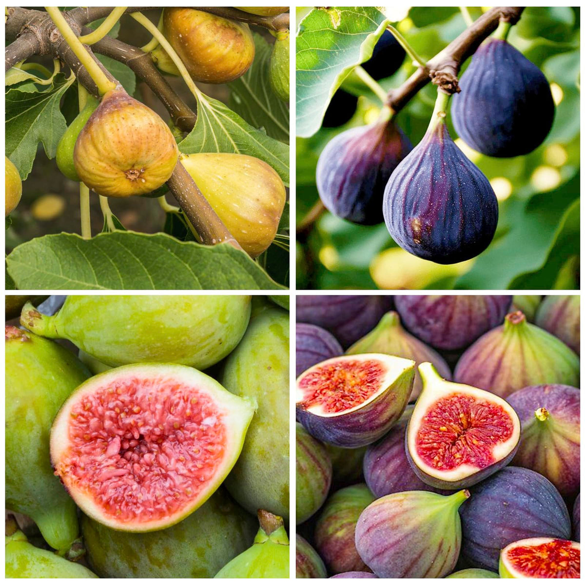 Generic 320Pcs Mix Fig Seeds Pack ready for planting in home gardens.