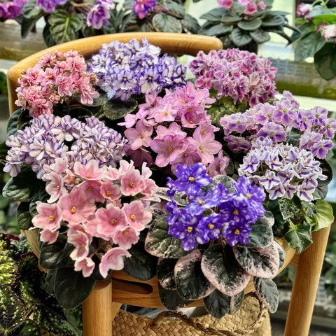 Generic Saintpaulia seeds mixed colors for indoor container blooms