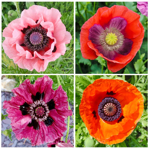 Generic 5000+ mixed poppy seeds, seed bag closeup, rich heirloom varieties for vibrant blooms.