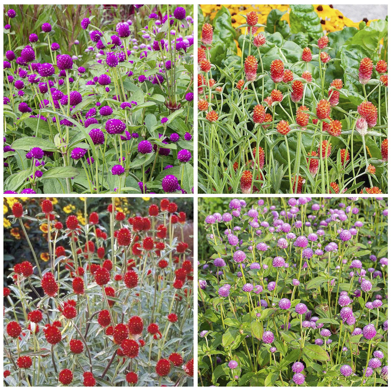 Generic 50pcs globe amaranth mix seeds front pack for easy garden planting and color