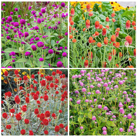 Generic 50pcs globe amaranth mix seeds front pack for easy garden planting and color