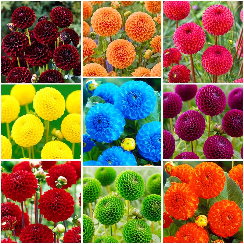 Generic 520-plus mix dahlia pompon blooms ideal for bouquet displays and long-lasting vase life.