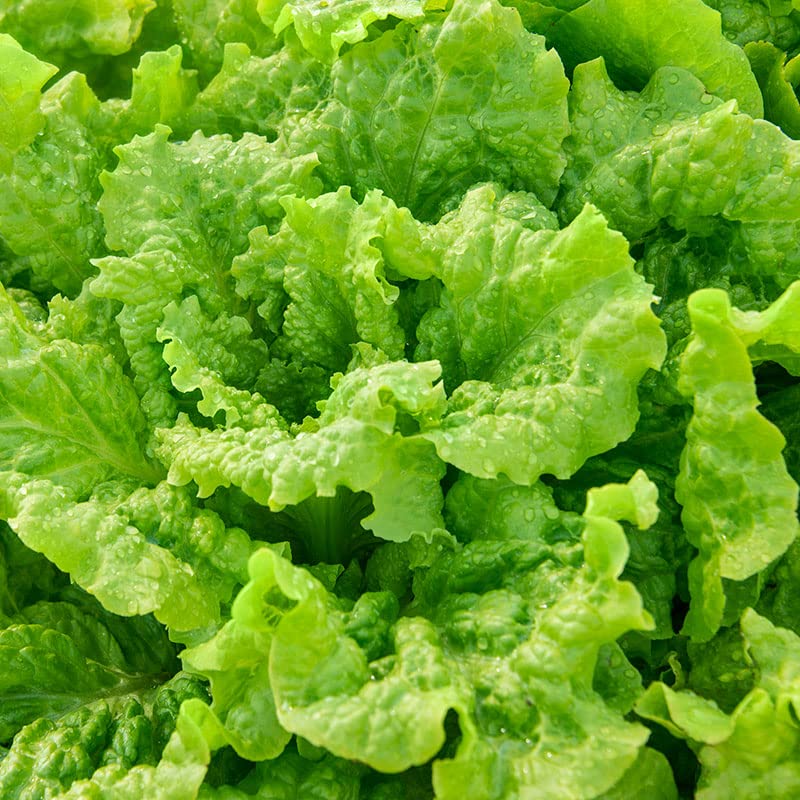 Generic 7000 black seeded Simpson lettuce seeds bulk pack for easy home garden harvests