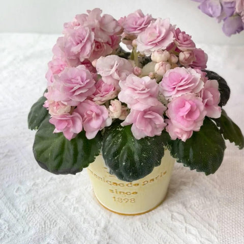 Generic African violet seeds thrive indoors with indirect light and humidity