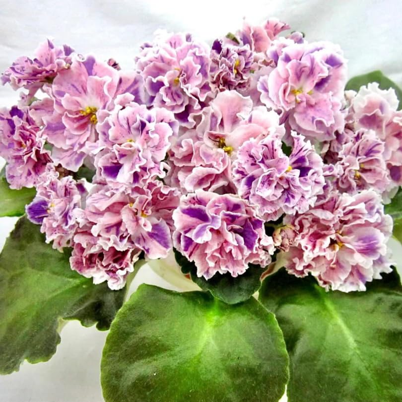 Generic African violet seeds enable year-round blooms with proper care