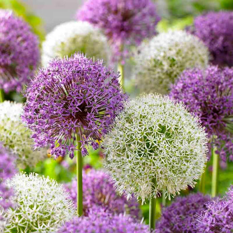 Generic Allium giganteum ideal for cut or dried arrangements in home decor.