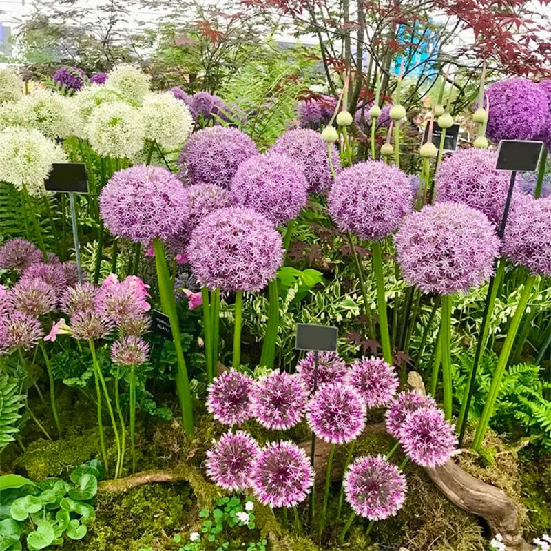 Generic Allium giganteum planting in the garden demonstrates spacing and well-draining soil tips.