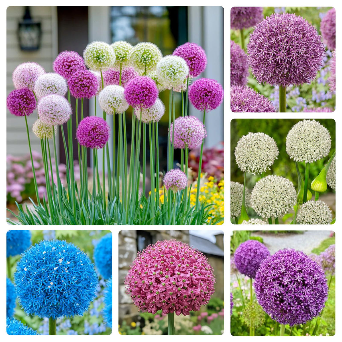 Generic Allium giganteum sphere flower head adds a striking garden focal point.