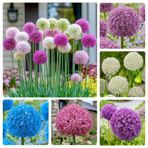 Generic Allium giganteum sphere flower head adds a striking garden focal point.