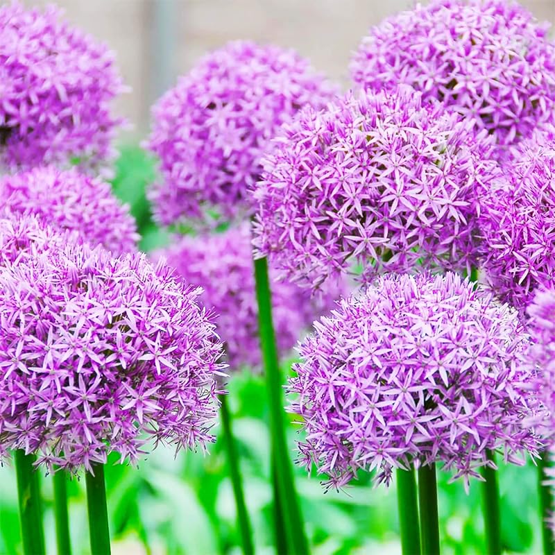 Generic Allium giganteum tall stems thrive in sunny borders and invite pollinators.