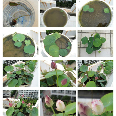 Generic aquatic plants for koi pond setup and tranquil scenes.