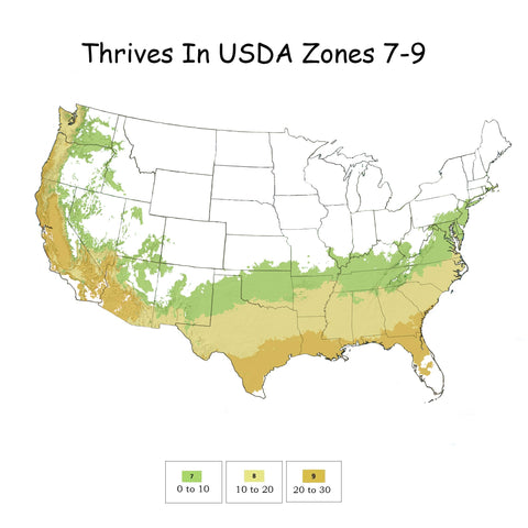 Generic August Beauty Gardenia glossy evergreen leaves provide year-round color